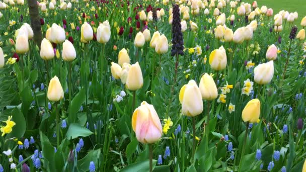 Lalele luminoase pat de flori în Keukenhof — Videoclip de stoc