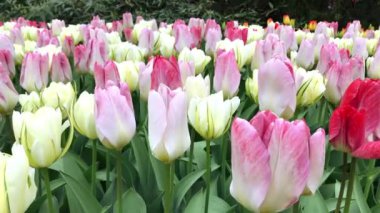 Parlak Lale flowerbed Keukenhof içinde