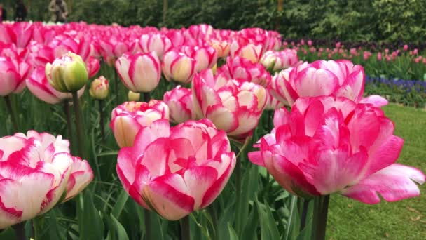 Světlé tulipány záhonu v Keukenhofu — Stock video