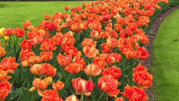 A Keukenhof világos tulipán virágágyásba — Stock videók