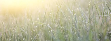 Sabah çiğ ile yeşil çimen