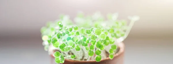 Gotas de água em brotos verdes — Fotografia de Stock