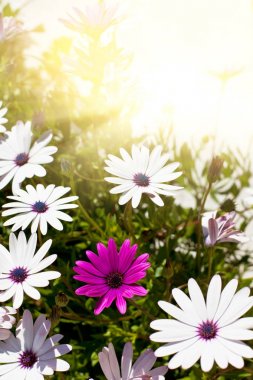 osteospermum çiçek güneşli bir gün
