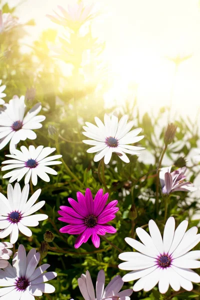 Osteospermum λουλούδια σε ηλιόλουστη ημέρα — Φωτογραφία Αρχείου