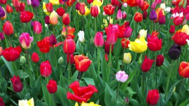 Parlak Lale flowerbed Keukenhof içinde