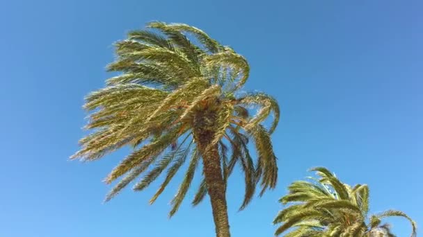 Высокие пальмы, раскачивающиеся на ветру на голубом фоне неба — стоковое видео