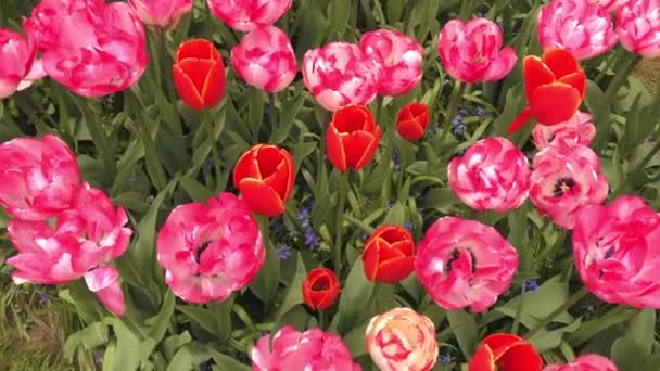 Ljusa tulpaner blomsterrabatt i Keukenhof — Stockvideo