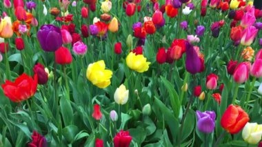 Parlak Lale flowerbed Keukenhof içinde