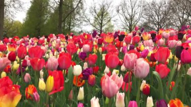 Parlak Lale flowerbed Keukenhof içinde