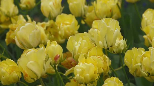 Tulipas brilhantes canteiro de flores em Keukenhof — Vídeo de Stock