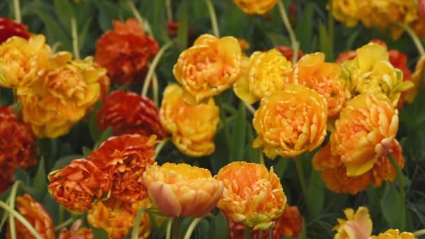 Heldere tulpen flowerbed in Keukenhof — Stockvideo