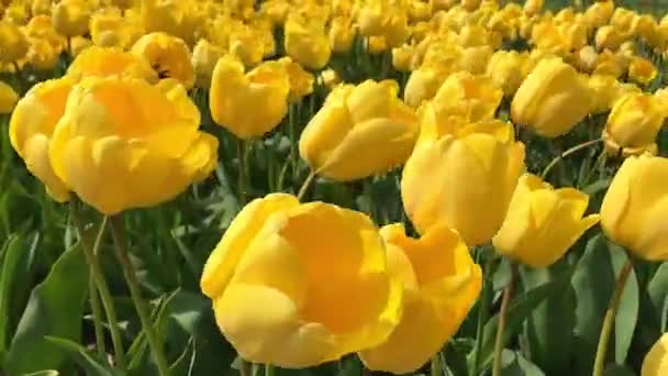 Tulipas brilhantes canteiro de flores em Keukenhof — Vídeo de Stock