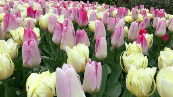 Tulipas brilhantes canteiro de flores em Keukenhof — Vídeo de Stock