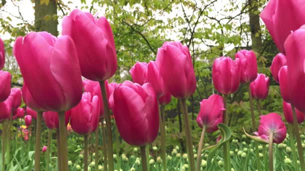 Tulipas brilhantes canteiro de flores em Keukenhof — Vídeo de Stock