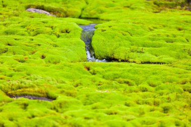 İzlanda küçük nehir akışı yeşil yosun ile