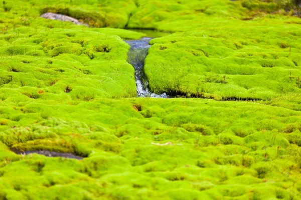 İzlanda küçük nehir akışı yeşil yosun ile