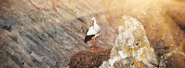 Stork på en klippa vid västra kusten av portugal — Stockfoto