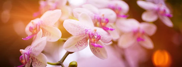 Flores cor de rosa da orquídea no fundo das folhas — Fotografia de Stock