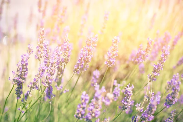 Lavender Bush in sunny day. — Stock Photo, Image
