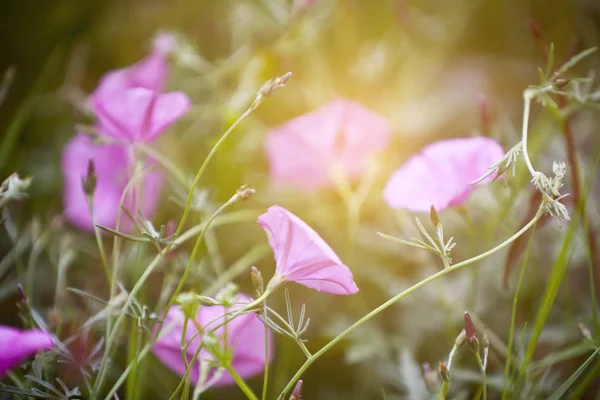 Pink Bindweeds in a field — Stock Photo, Image