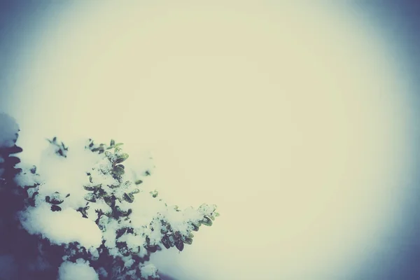 Naturliga vintern bakgrund med vintage effekt — Stockfoto