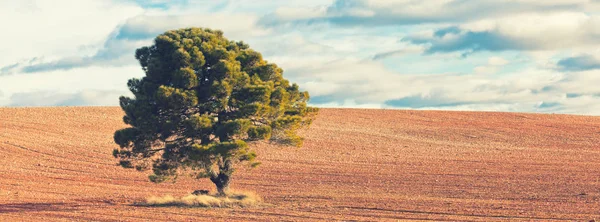 Albero solitario con spazio di copia — Foto Stock