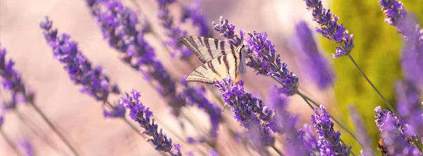 Butterfly Bush levandule — Stock fotografie