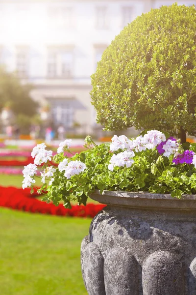 Heldere heranium bloemen in oude stenen pot — Stockfoto