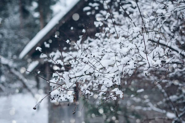 Naturliga vinter scen i byn trädgård — Stockfoto