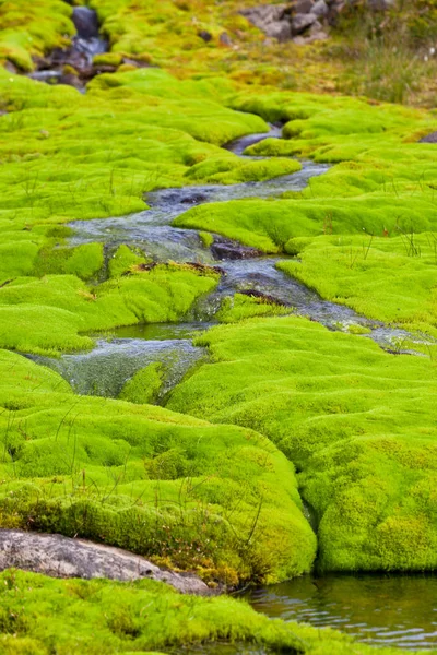 Islandia Pequeño arroyo del río con musgo verde — Foto de Stock