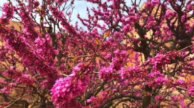 Erguvan, sevgi ağacı, Cercis Siliquastrum, zarif ağacı çiçeği bahar 