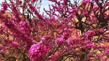 Erguvan, sevgi ağacı, Cercis Siliquastrum, zarif ağacı çiçeği bahar 