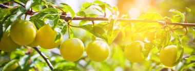 Olgun sarı erik ağacı dalları