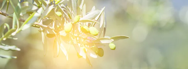 Zeytin ağacı banch — Stok fotoğraf