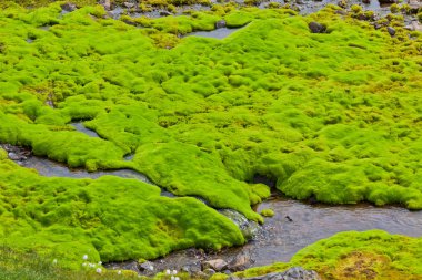 İzlanda küçük nehir akışı yeşil yosun ile