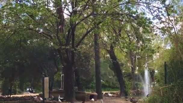 Troupeau de pigeons blancs sur un arbre dans un parc — Video