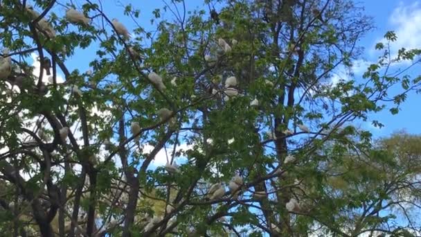 Manada de palomas blancas en un árbol en un parque — Vídeos de Stock