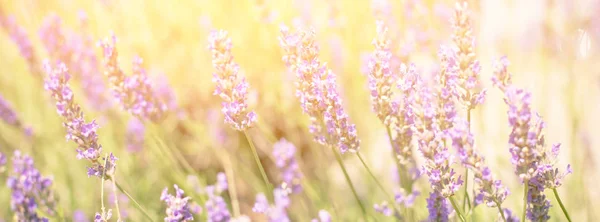 Lavendel Bush. Lange brede banner met Bright zonlicht — Stockfoto