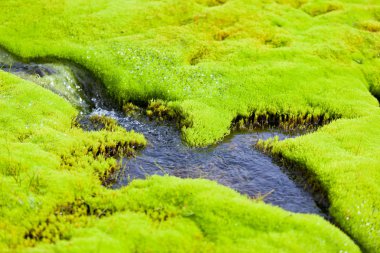 İzlanda küçük nehir akışı yeşil yosun ile