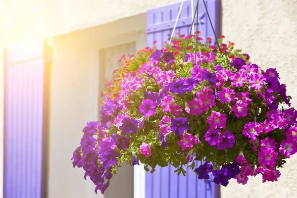 Heldere petunia bloemen op een huis muur achtergrond — Stockfoto