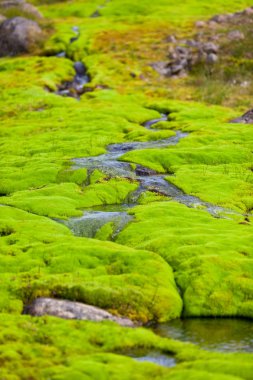İzlanda küçük nehir akışı yeşil yosun ile