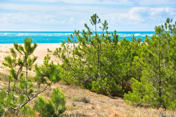 Paisaje costero con pinos y dunas de arena —  Fotos de Stock