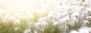 Arctic Cotton Grass in Iceland clipart
