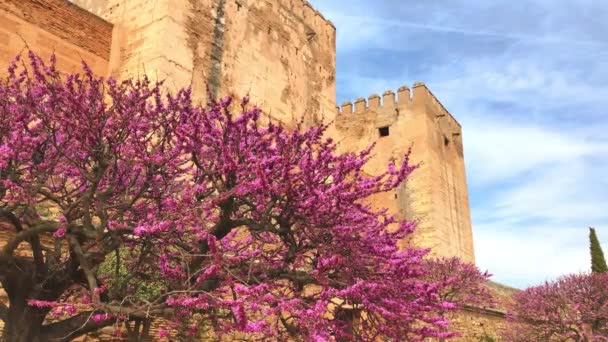 Редбад Дерева Alhambra Palace Навесні Гранада Іспанія — стокове відео