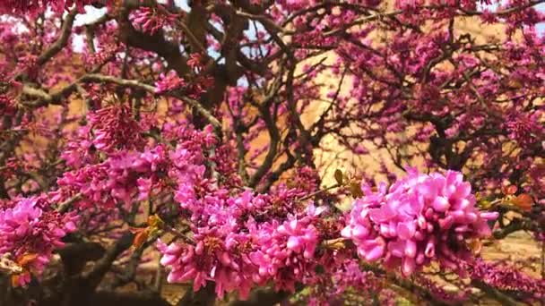 Judas Arbre Arbre Amour Cercis Siliquastrum Fleurs Arbre Gracieuses Printemps — Video