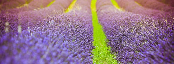 Tramonto su un campo estivo di lavanda — Foto Stock