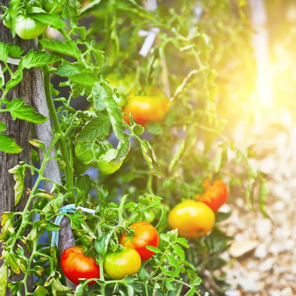 Pomodori in crescita — Foto Stock