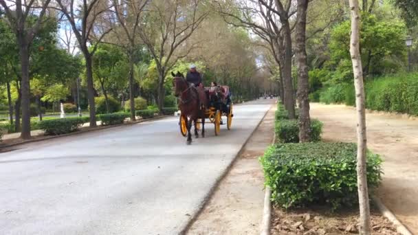 Spagna Seville Marzo Trasporto Cavalli Turisti Nei Giardini Del Parco — Video Stock