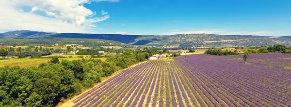 Levandulové pole v Provence, Francie — Stock fotografie