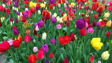 Parlak Lale flowerbed Keukenhof - ünlü Holland bahar çiçek park içinde